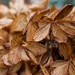 Autumn Hydrangea by eudora