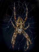 8th Oct 2017 - Spider & Web