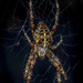 Spider & Web by tonygig