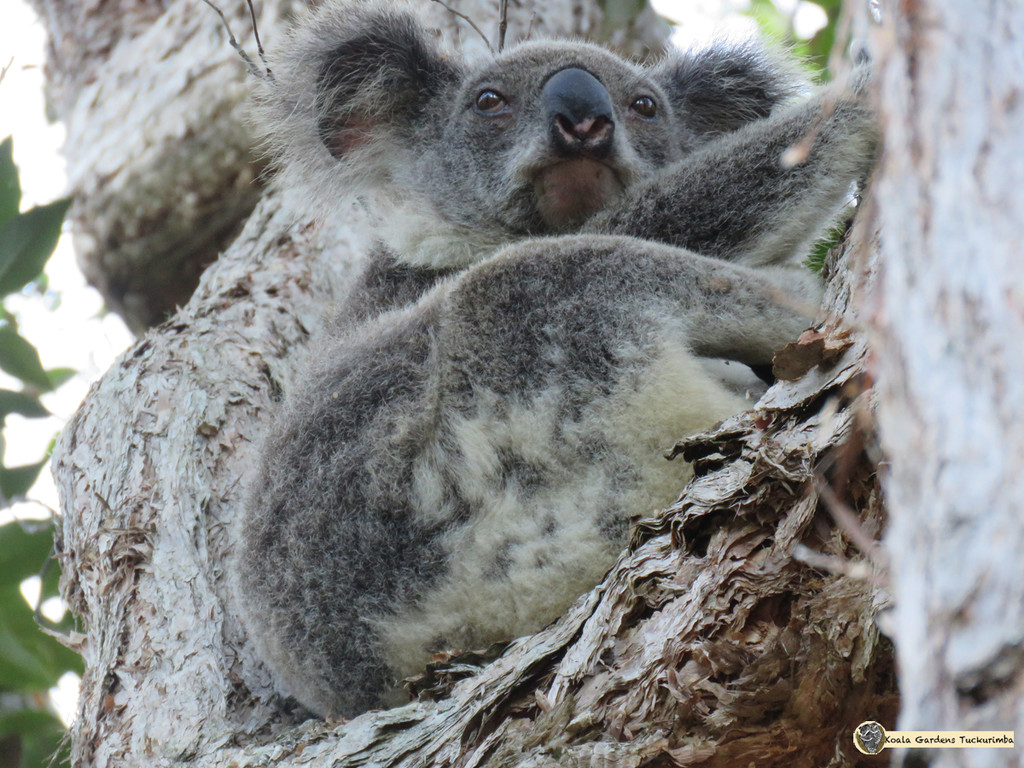 koala favs by koalagardens