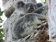 5th Oct 2017 - koala favs