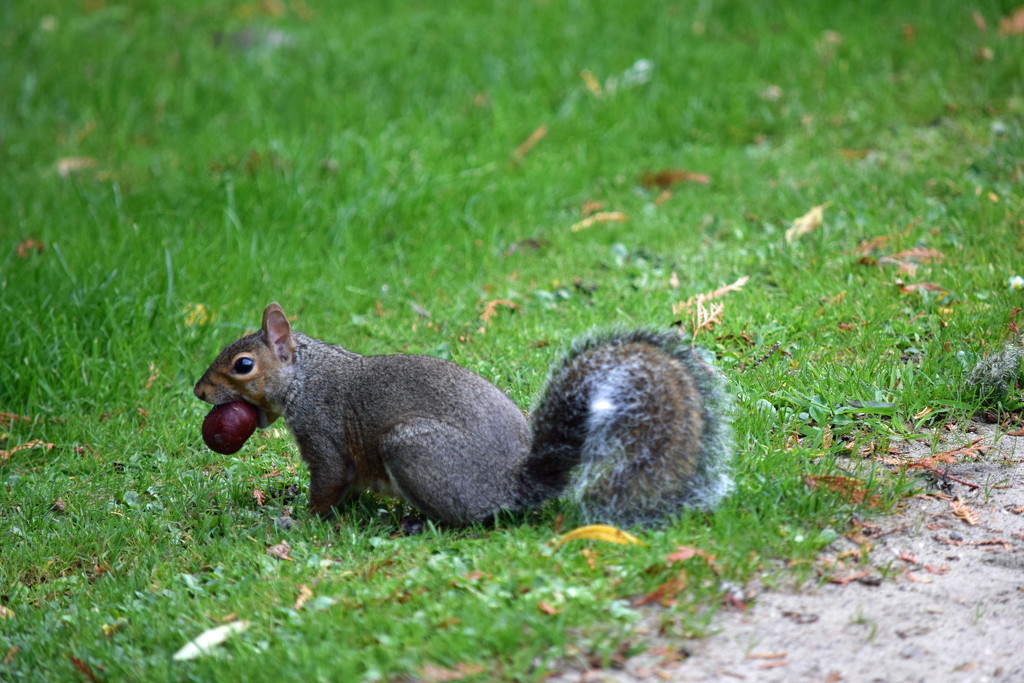 Bonkers about conkers by dragey74