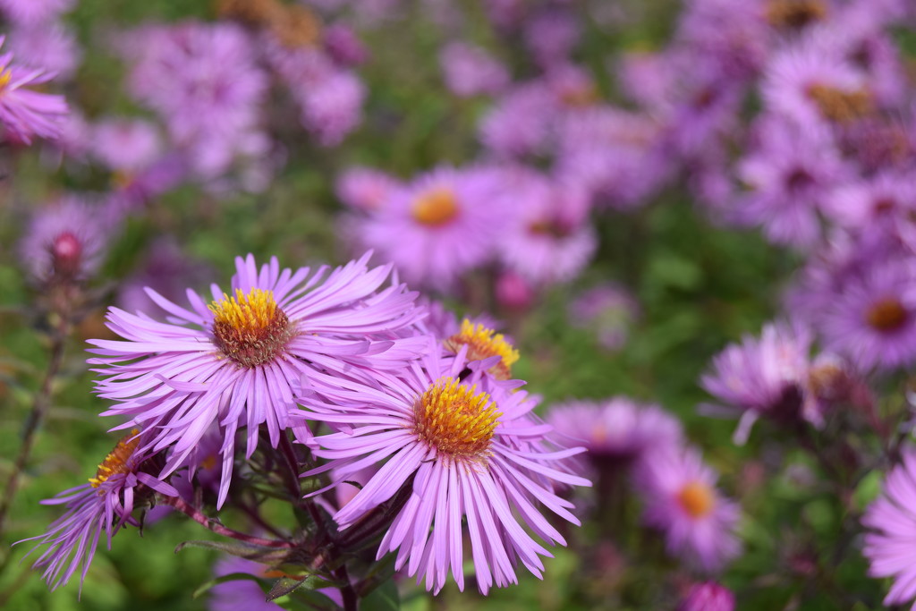 Asters by dragey74