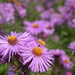 Asters by dragey74