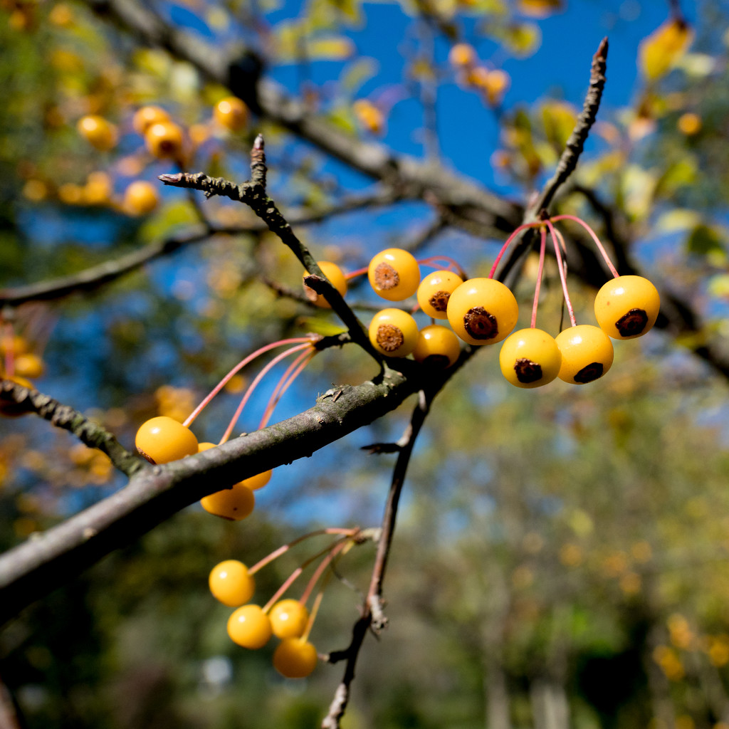 Yellow Berries by rminer