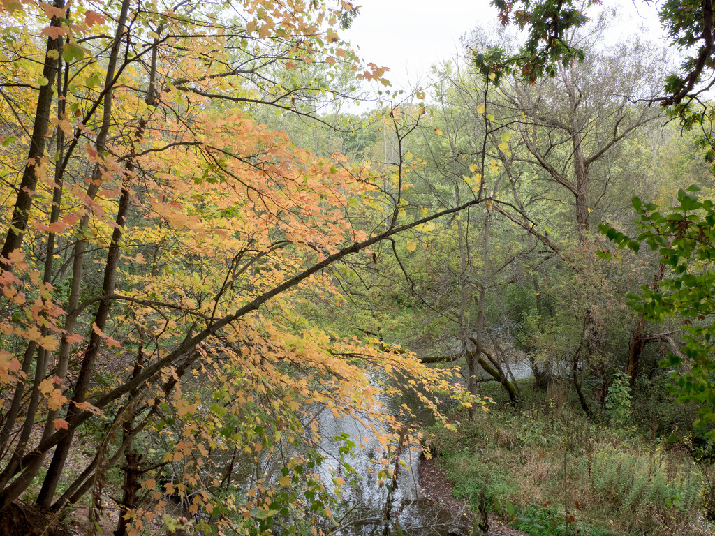Creek Landscape by rminer