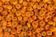8th Oct 2017 - Many Pumpkins