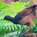 female superb lyrebird by annied