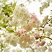 More Blossom by nickspicsnz