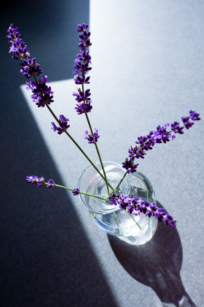 Light, shadow, and lavender by cristinaledesma33