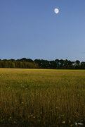 28th Sep 2017 - Moon Over Soy Field