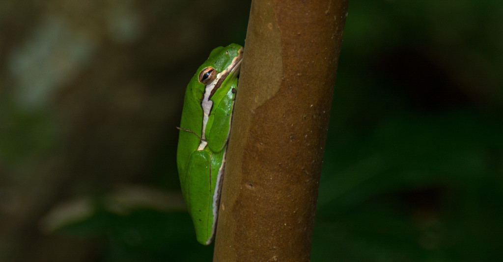 Tree Frog Taking a Snooze! by rickster549