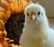 8th Oct 2017 - Blue-eyed Chick