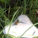 Little Miss Honey Bee by mozette