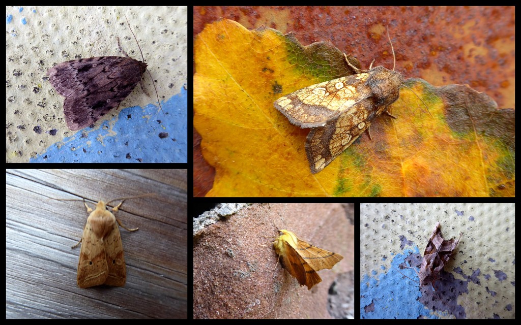 Early October moths by steveandkerry