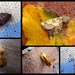 Early October moths by steveandkerry