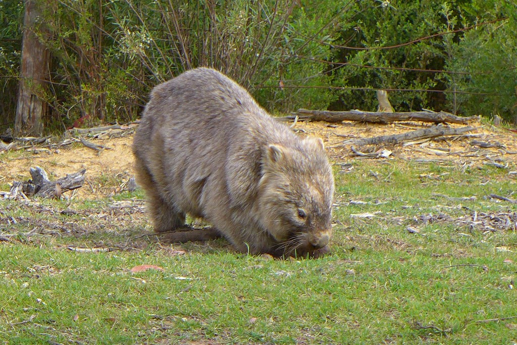 Wally the Wombat by leggzy