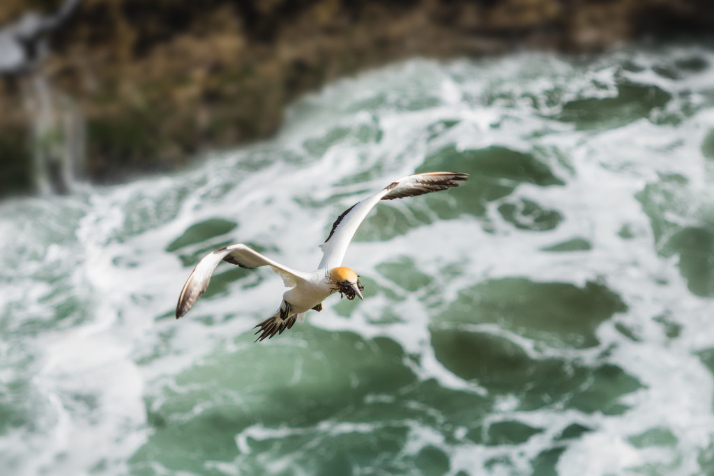 Wings Over Muriwai by helenw2