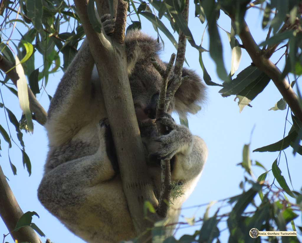 pole sleeping by koalagardens