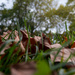 Autumn Leaves by peadar