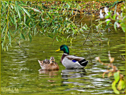 9th Oct 2017 - Mr. and Mrs. Mallard