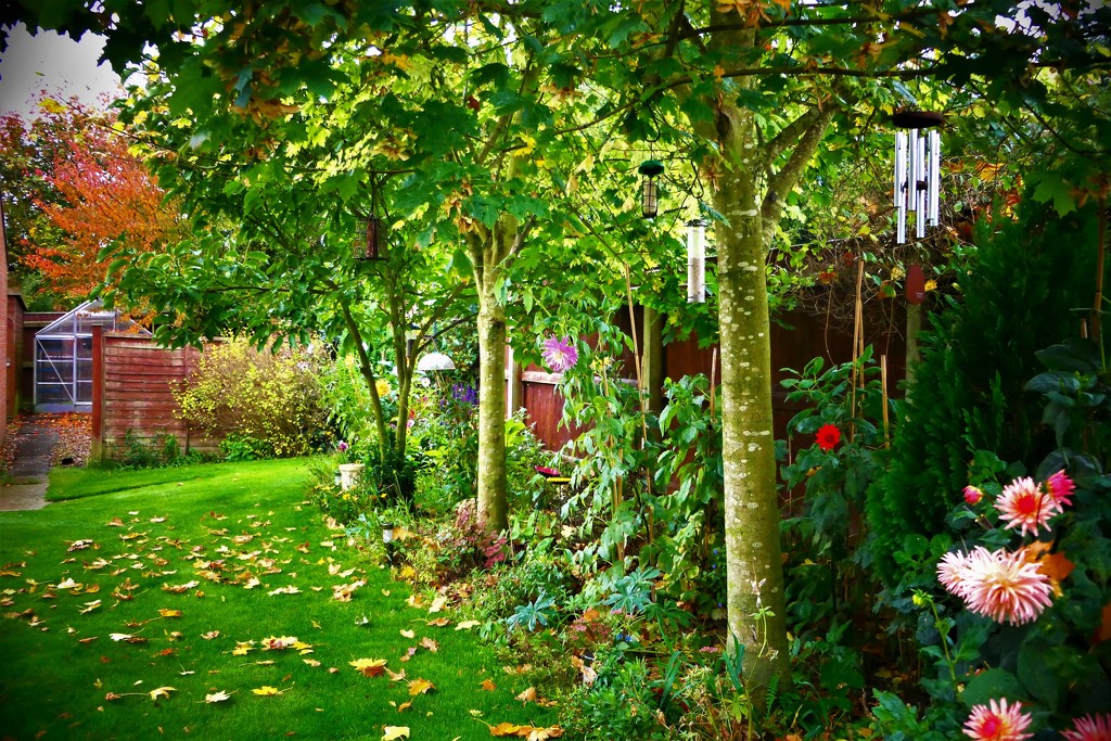 My Atumnal Garden by carole_sandford