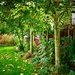 My Atumnal Garden by carole_sandford