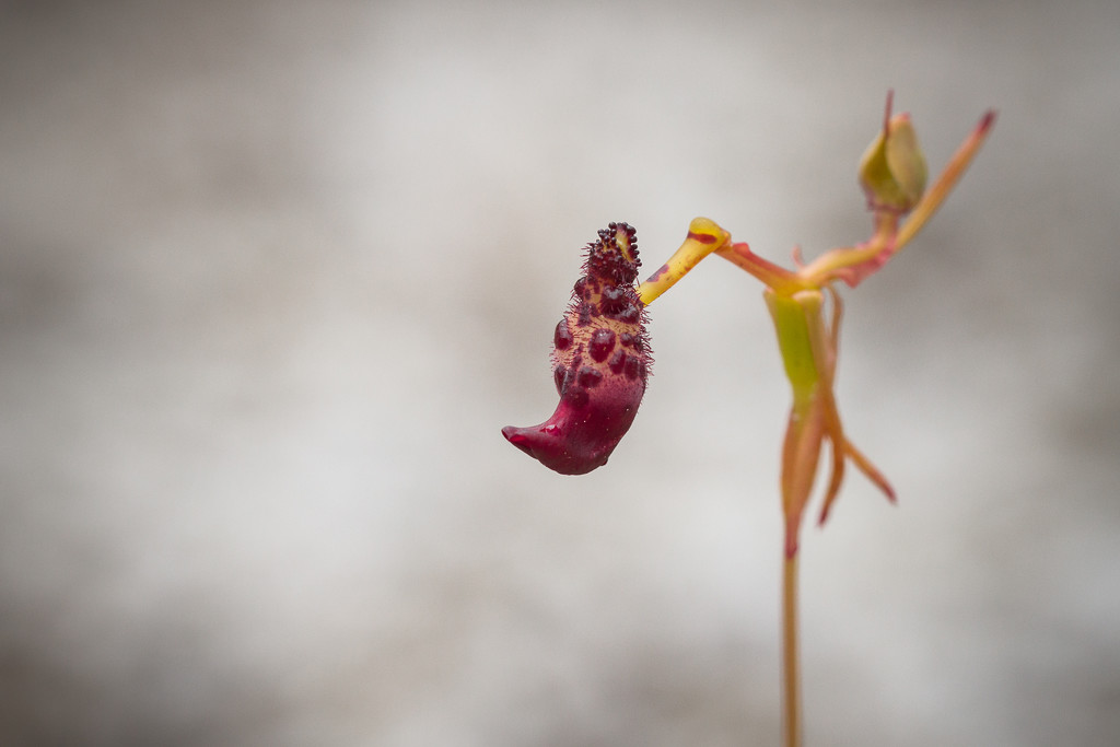 Warty hammer orchid by jodies