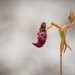 Warty hammer orchid by jodies