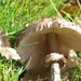 Mushroom Season by cookingkaren