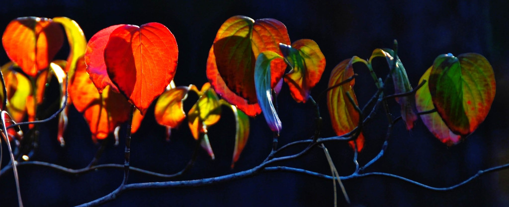 Autumn Leaves by joysfocus