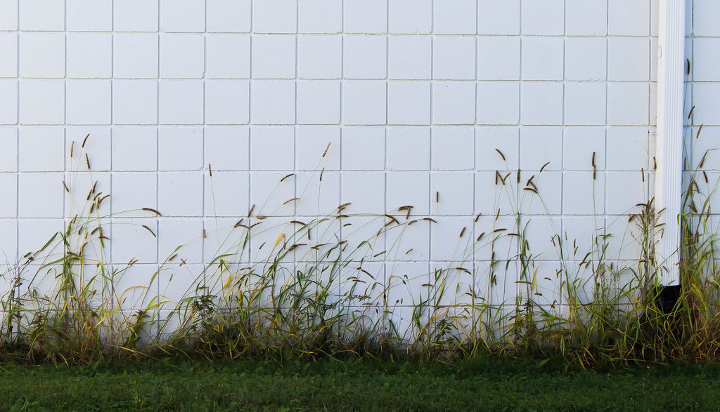 Weeds by the wall by mittens