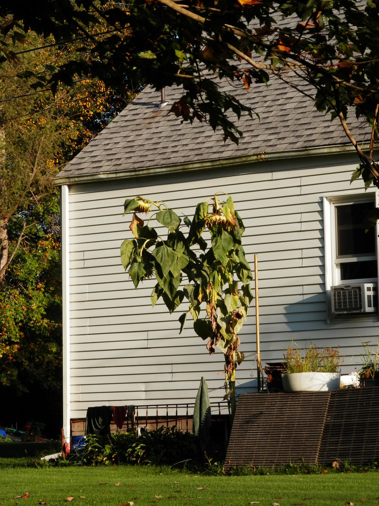 Heart-Shaped Sunflower Plant by julie