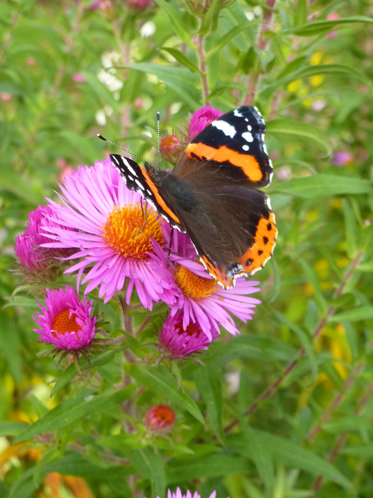 Red Admiral butterflies on these Michaelmas Daisies by snowy