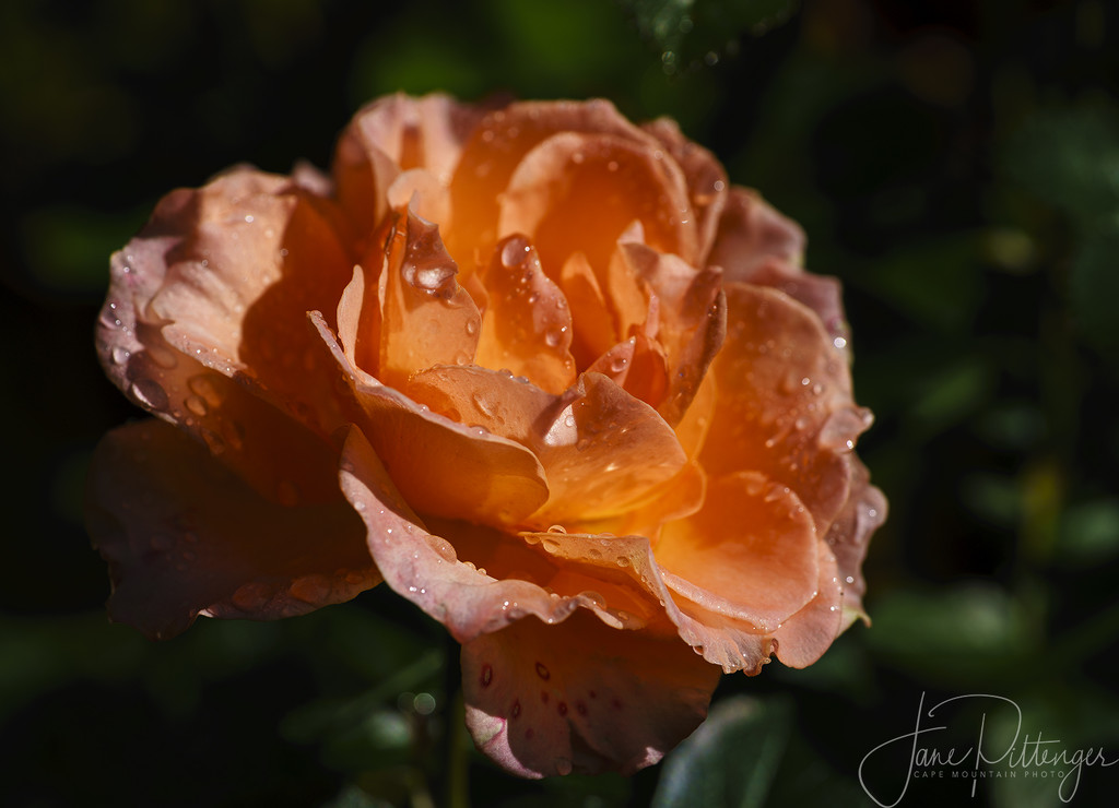 New Orange Rose by jgpittenger