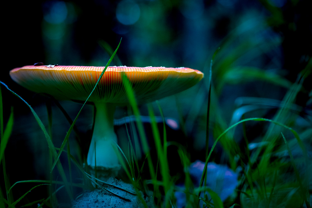 Moonlit Mushroom... by vignouse