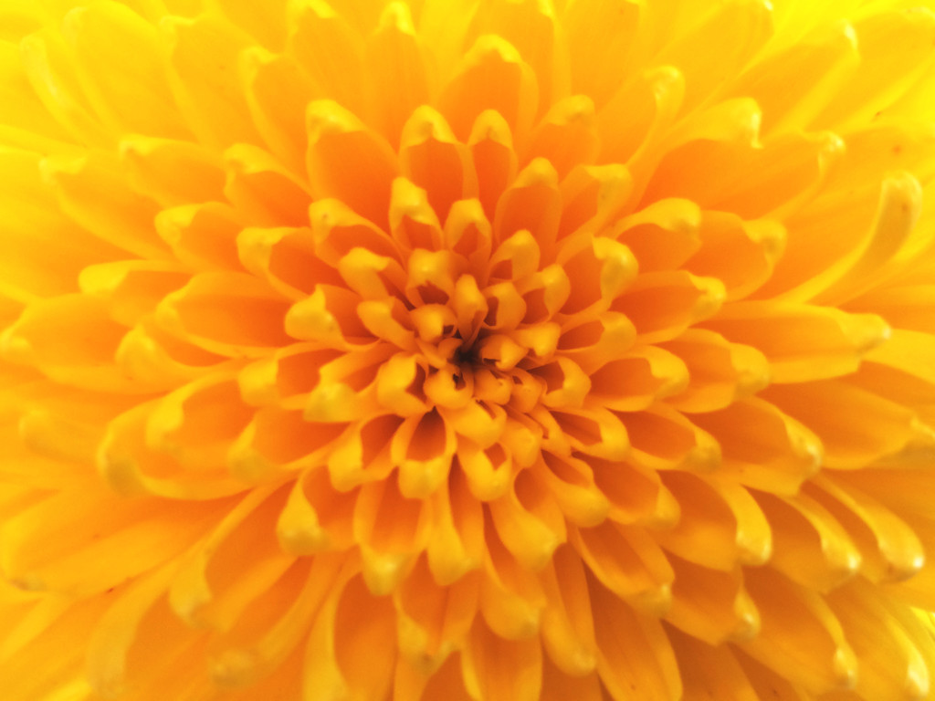 Yellow flower by vincent24
