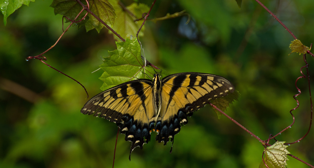 One More Eastern Tiger Swallowtail! by rickster549