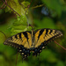 One More Eastern Tiger Swallowtail! by rickster549