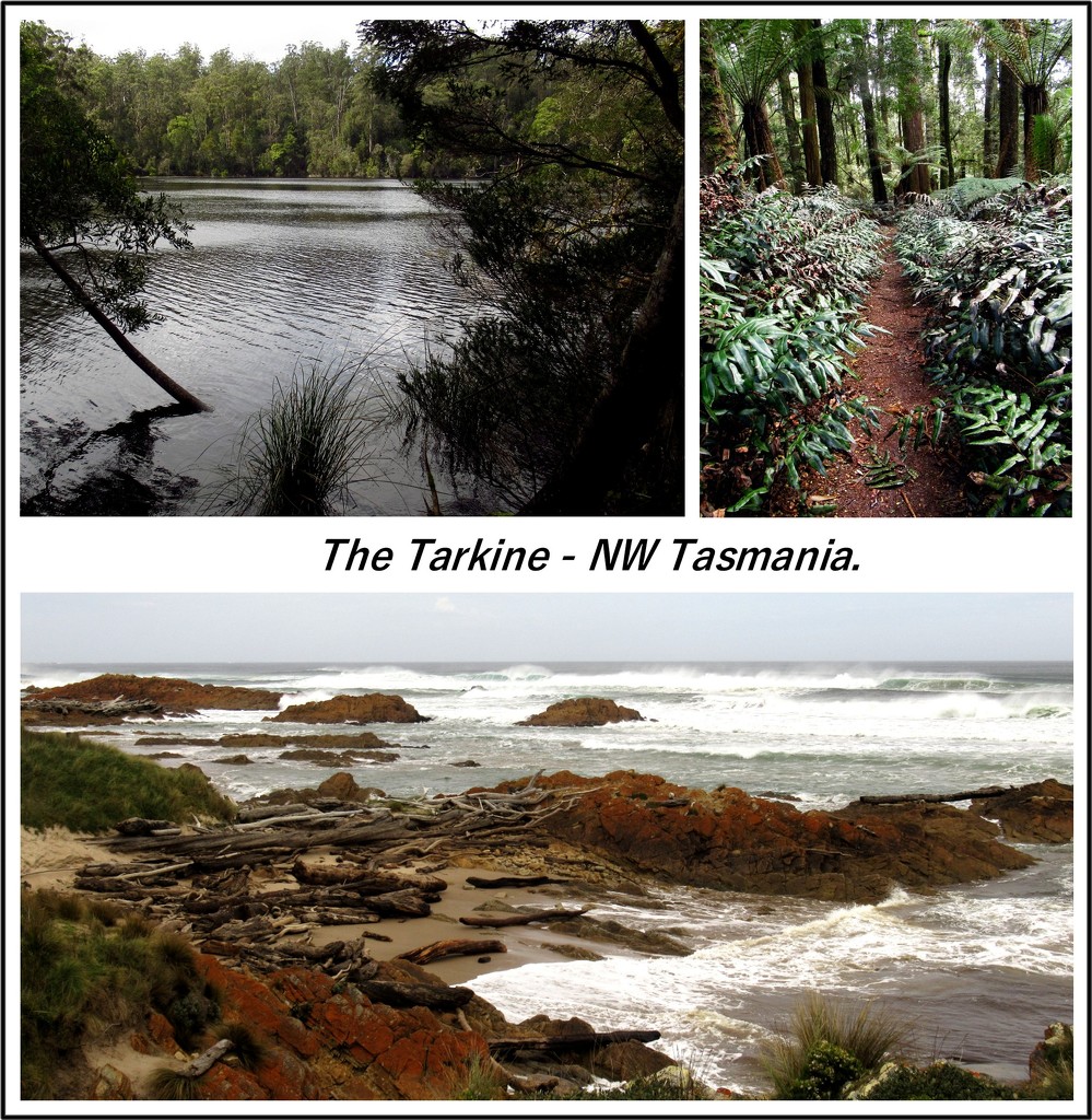 Tarkine Wilderness Area - N.W.Tasmania by robz