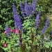 Purple Salvia ~ by happysnaps