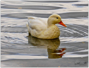 10th Oct 2017 - Little White Duck