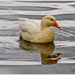 Little White Duck by carolmw