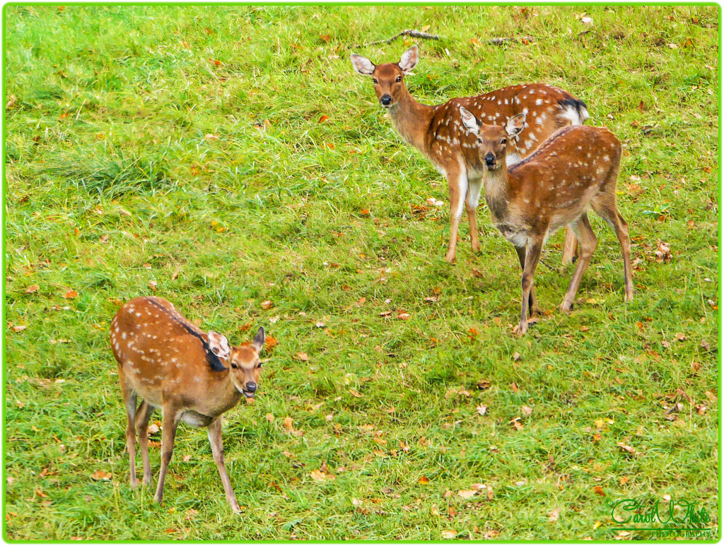 Fallow Deer,Woburn Deer Park by carolmw