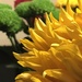 Sunflower by phil_sandford
