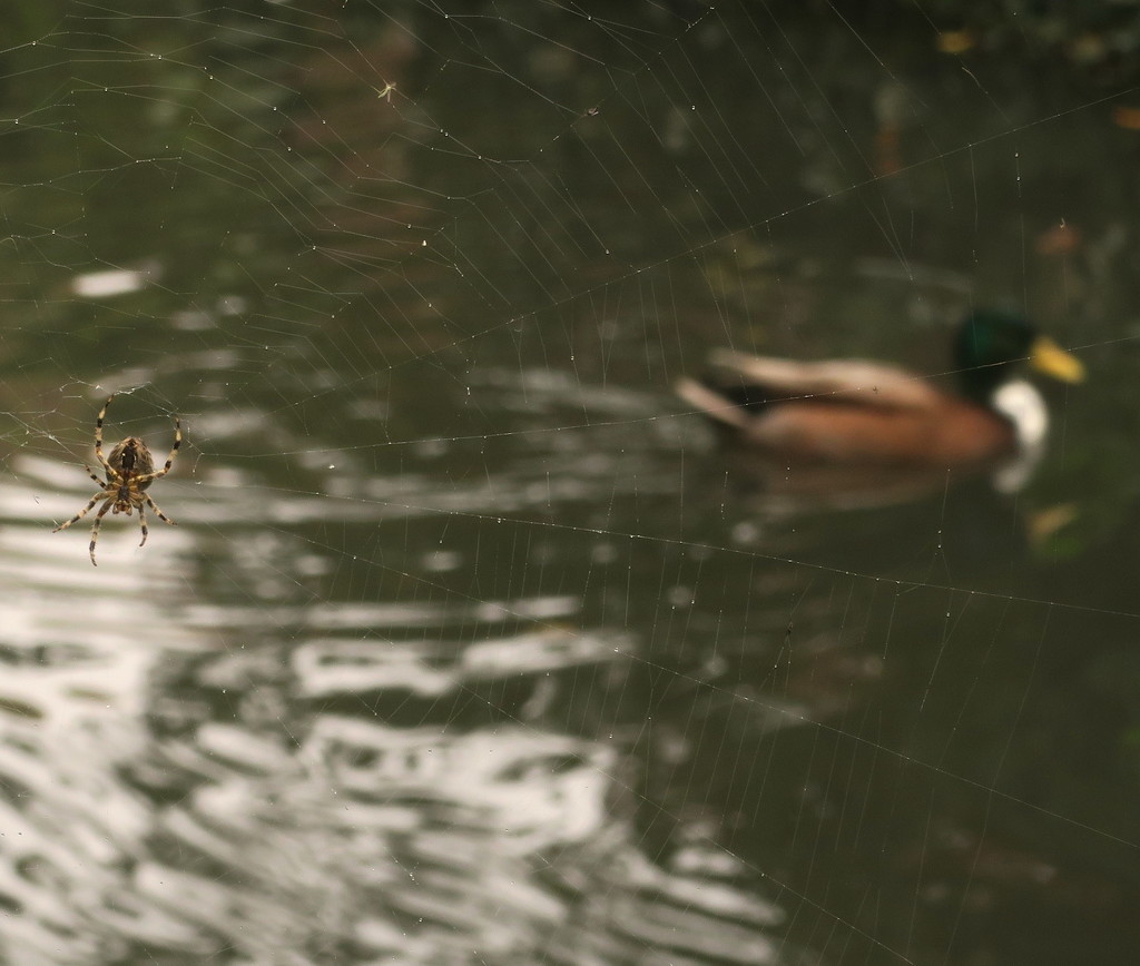 I Spider Duck by davemockford