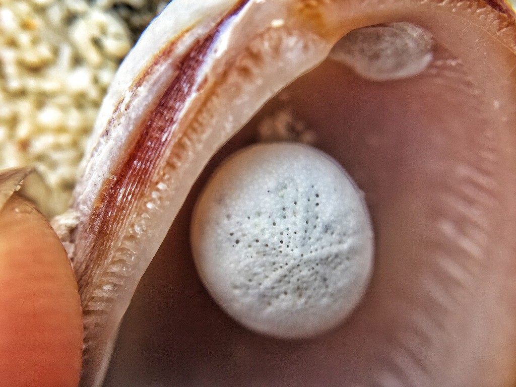 Tiny tiny seaurchin.  by cocobella