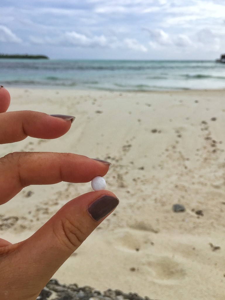 The tiniest sea urchin in the world! by cocobella