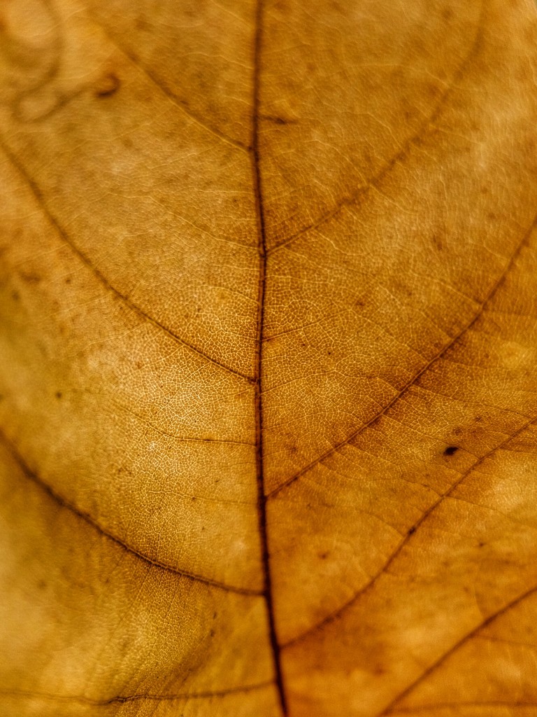 A tree on a leaf by mattjcuk