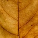 A tree on a leaf by mattjcuk